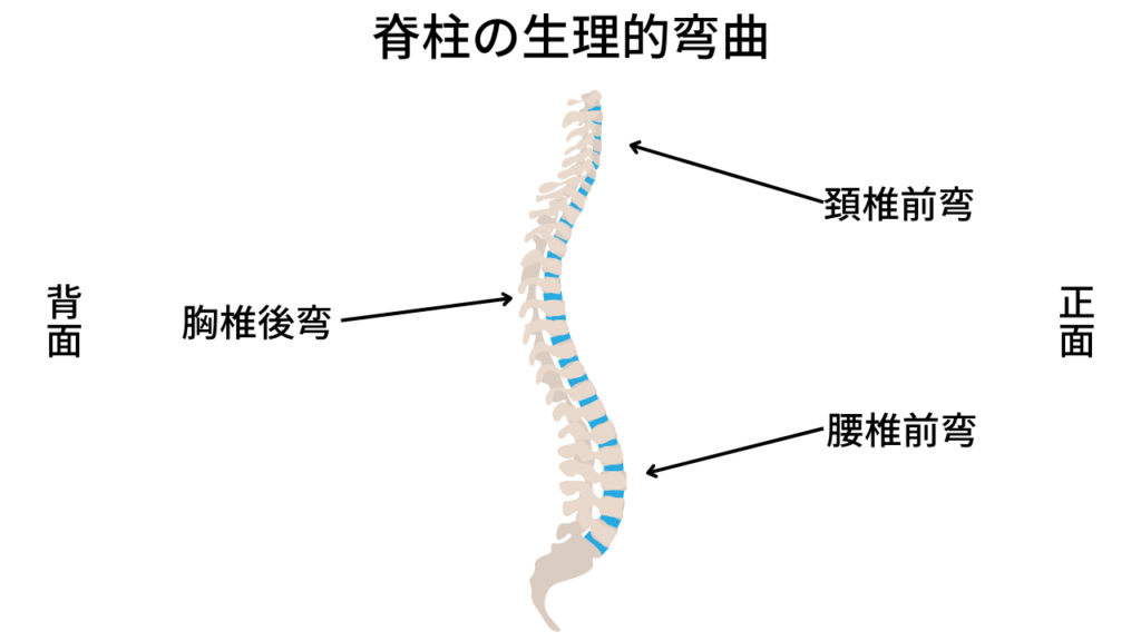 脊柱,生理的弯曲,S字カーブ