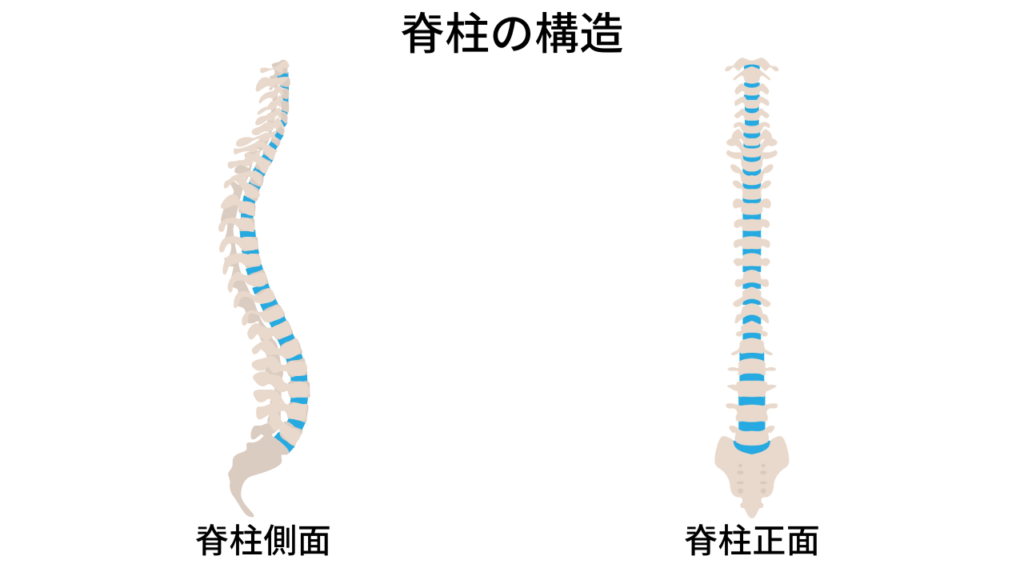 脊柱の構造