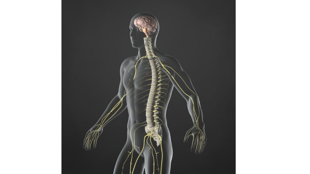 背骨,脊柱,脳,神経