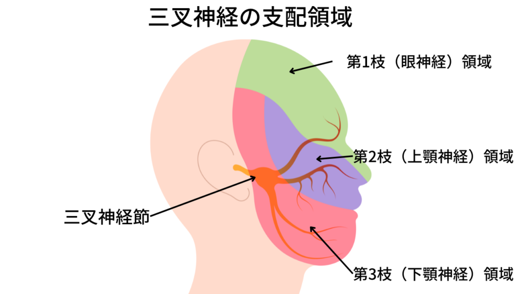 三叉神経の支配領域