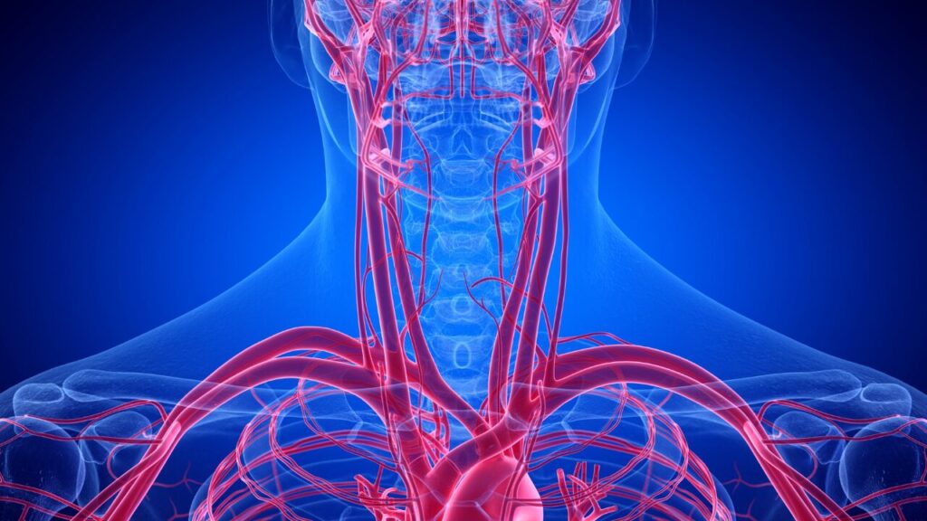 首の血管,椎骨動脈